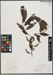 Foto von Salix tetrasperma Roxb.
